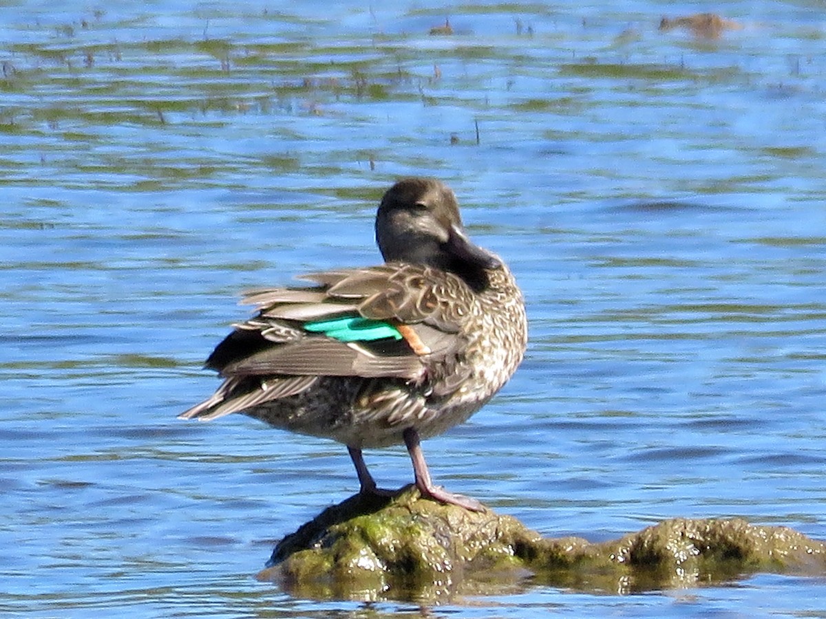 Green-winged Teal - ML85923561
