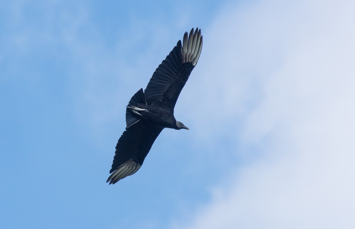 Black Vulture - Glenn Koppel