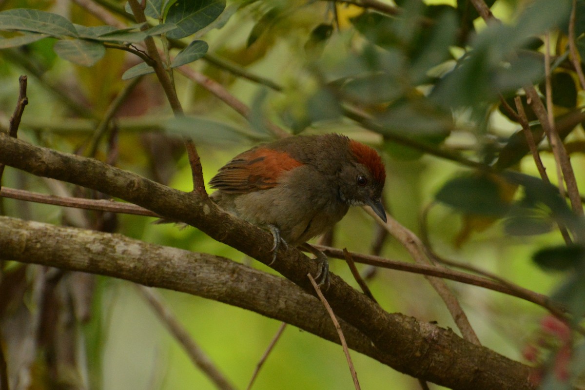 Cinereous-breasted Spinetail - Oliver Prioli