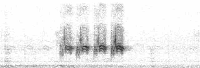 genovesakaktusspurv - ML85926