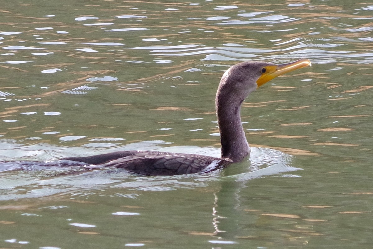 Double-crested Cormorant - Rob Bonner