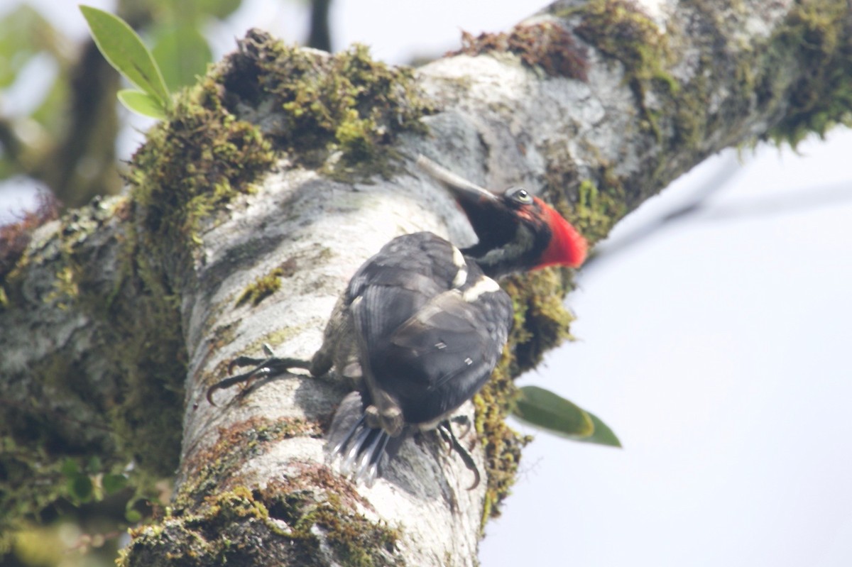 Pale-billed Woodpecker - ML85932361