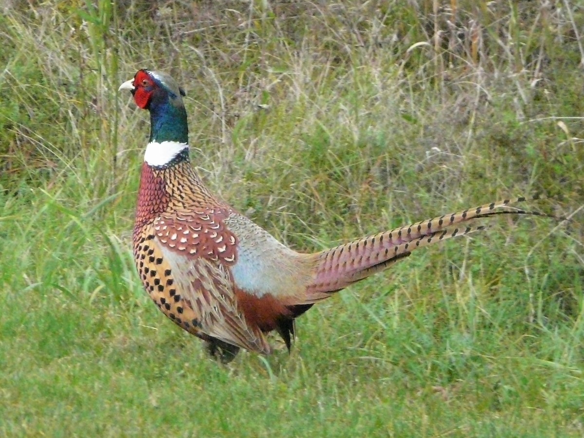 Ring-necked Pheasant - Laura Labbe