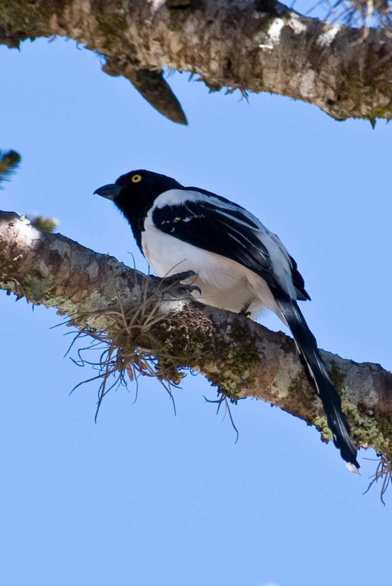 Magpie Tanager - ML85932451