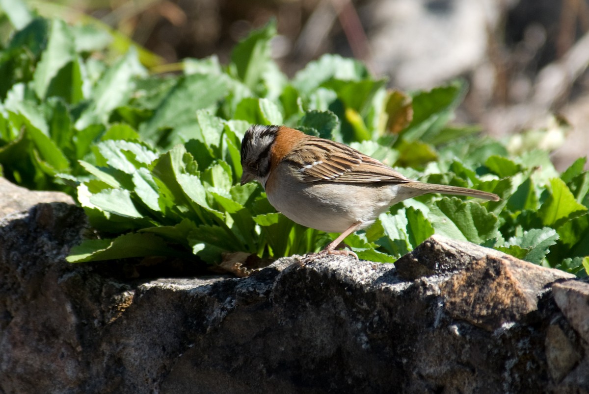 Rufous-collared Sparrow - ML85932511