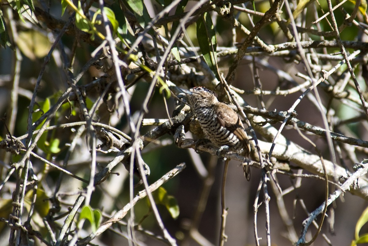 White-barred Piculet - ML85932951
