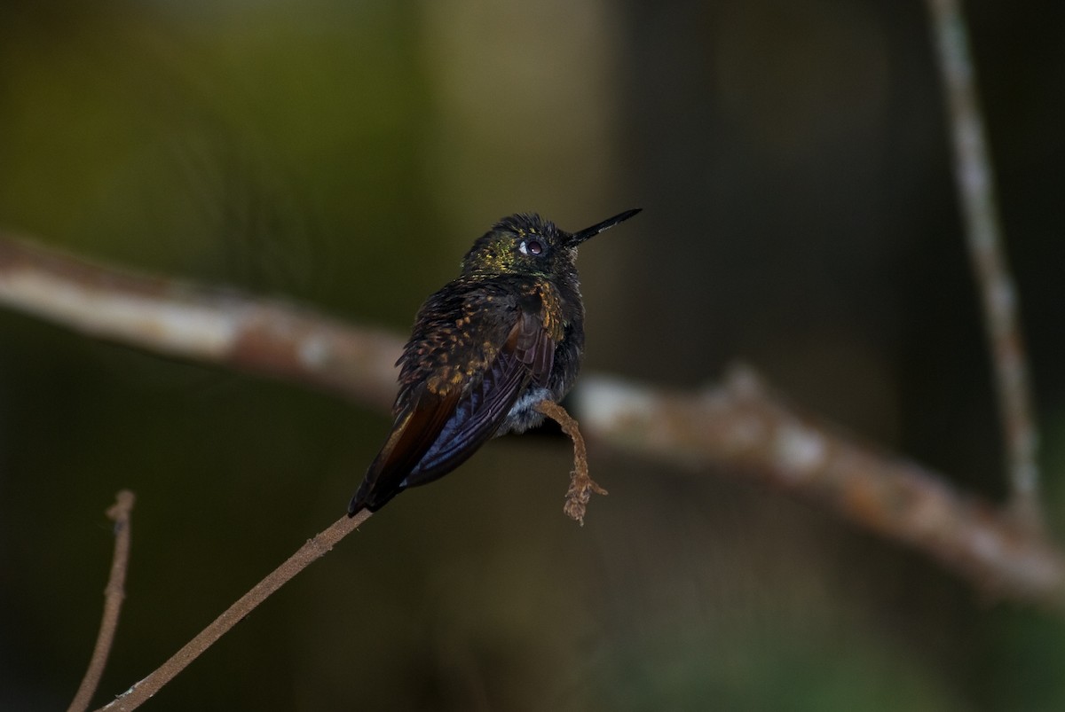 kolibřík brazilský - ML85933091