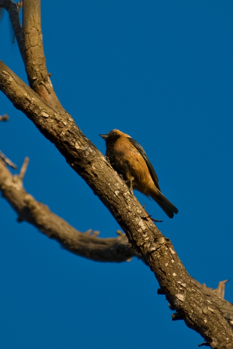 Burnished-buff Tanager - ML85933191