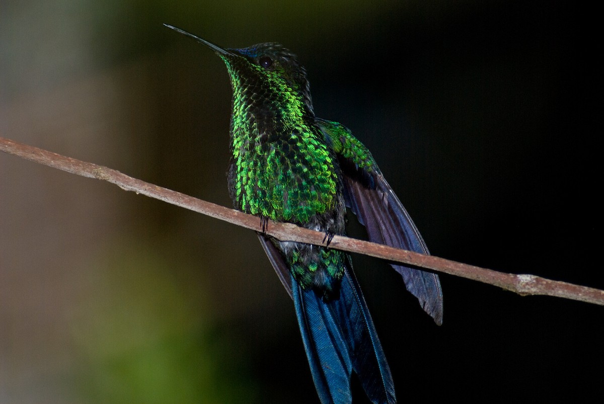 kolibřík fialovotemenný - ML85933271