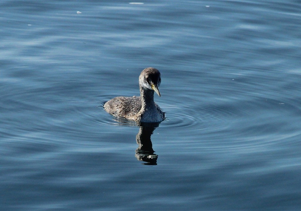 Red-necked Grebe - ML85935681