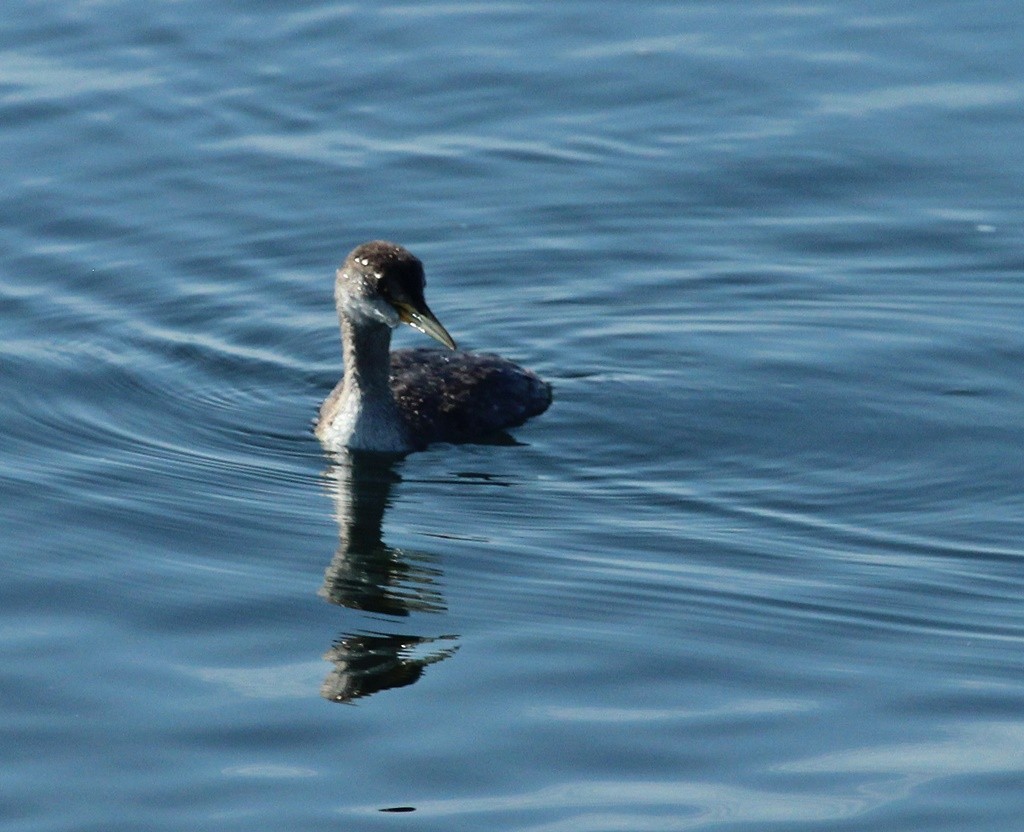 Red-necked Grebe - ML85935691