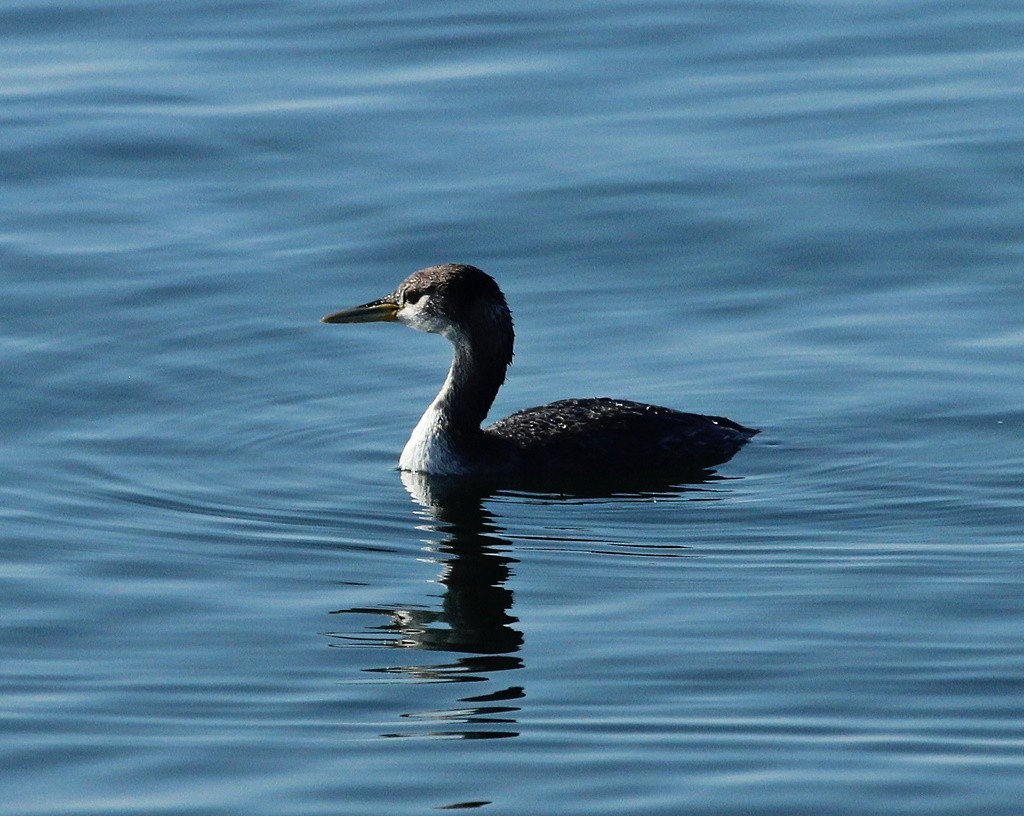 Red-necked Grebe - ML85935741