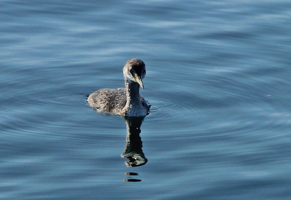 Red-necked Grebe - ML85935751