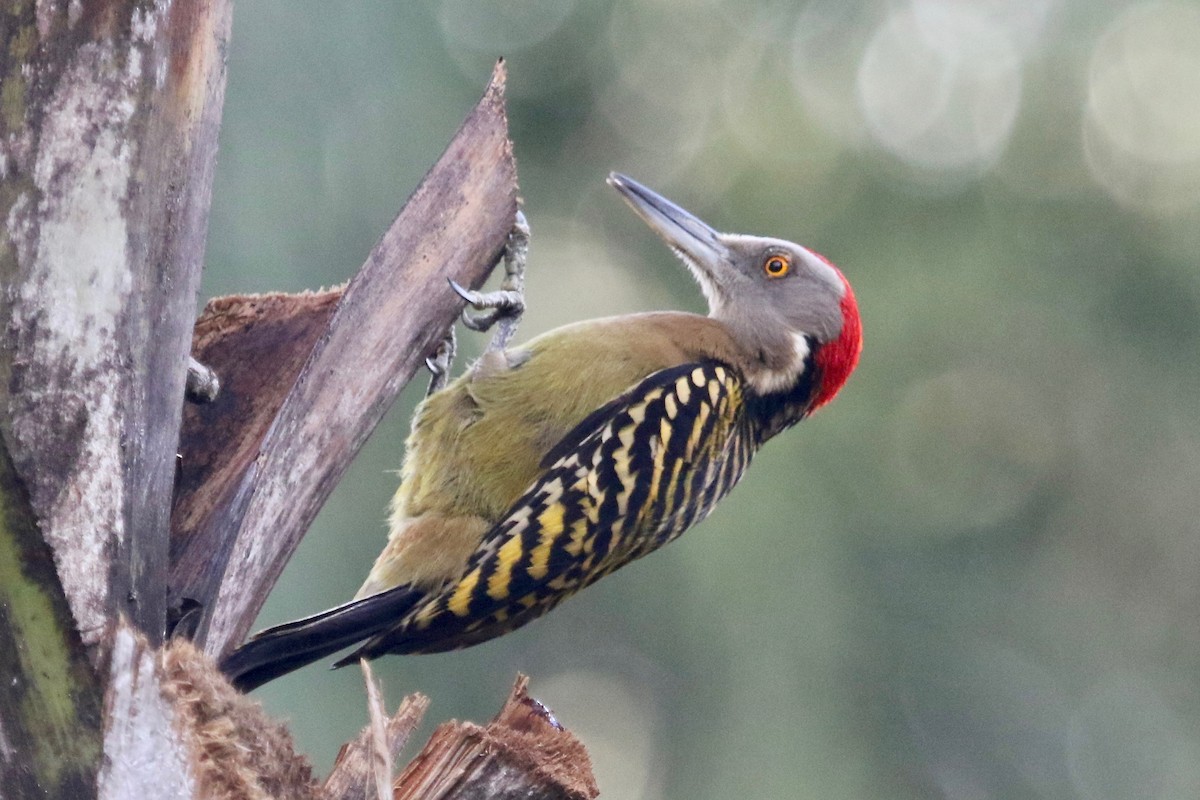 Hispaniolan Woodpecker - Gil Ewing