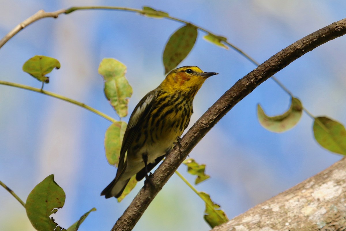 Cape May Warbler - Gil Ewing
