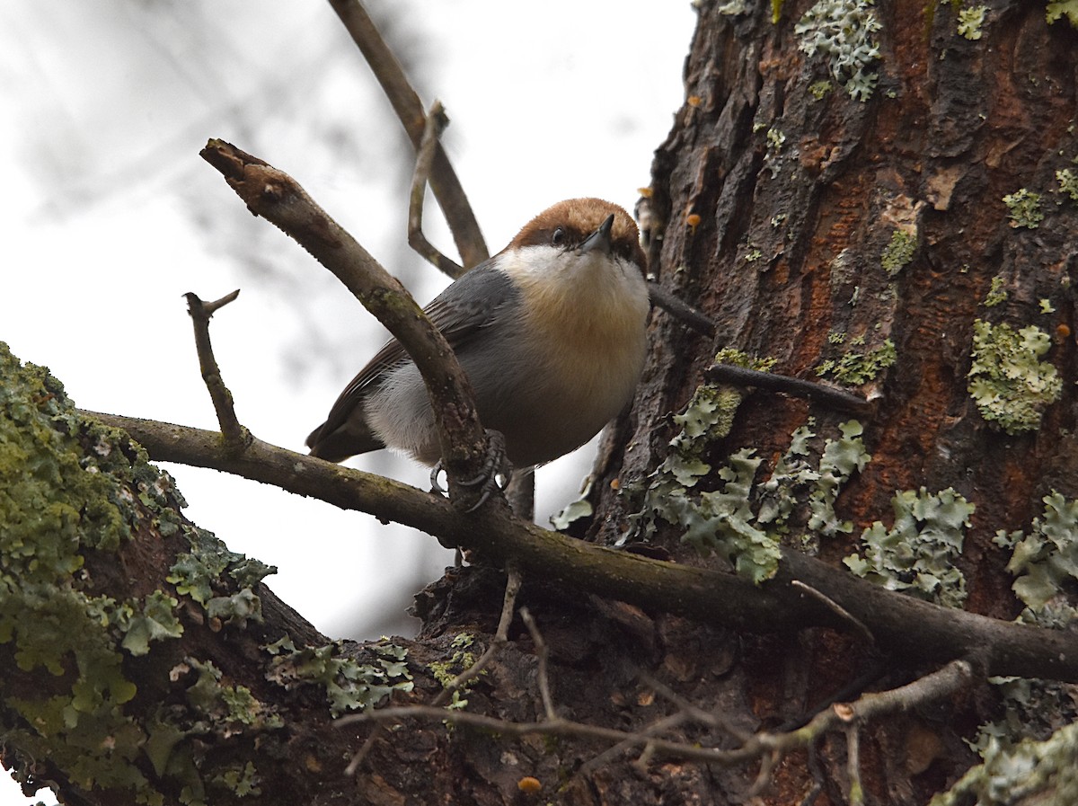 Brown-headed Nuthatch - ML85937261