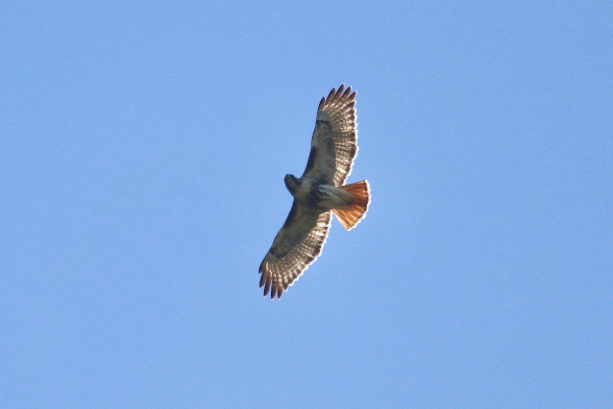 Red-tailed Hawk - Gil Ewing
