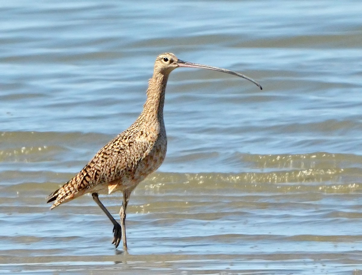 Long-billed Curlew - ML85943671