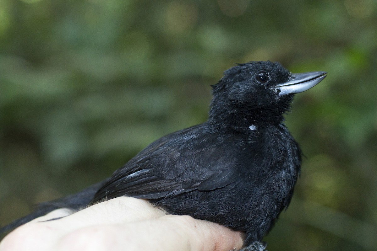 Black Bushbird - Gordon Dimmig