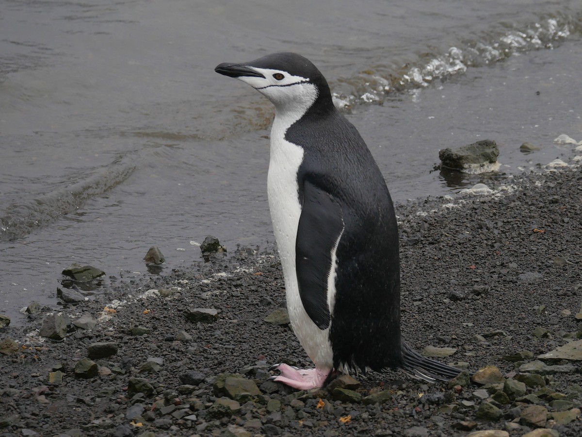 Антарктический пингвин - ML85947001
