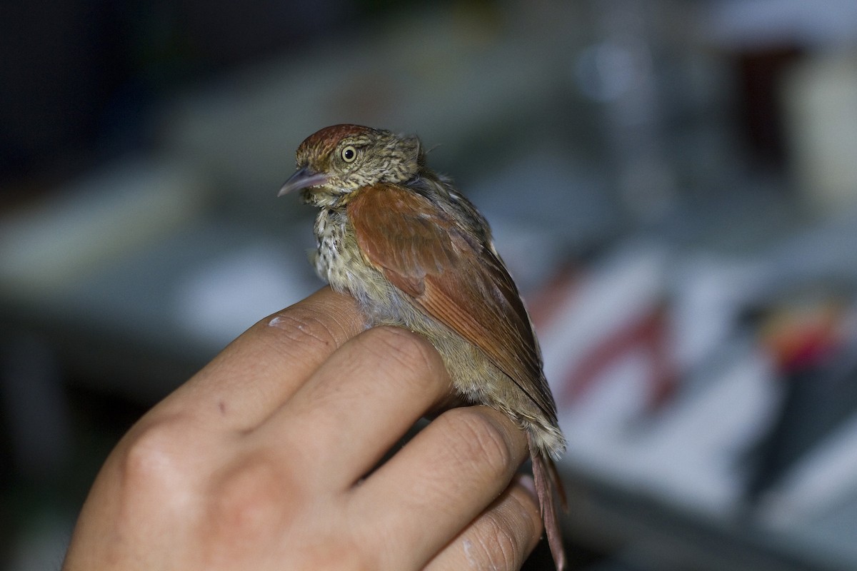 Speckled Spinetail - ML85947741