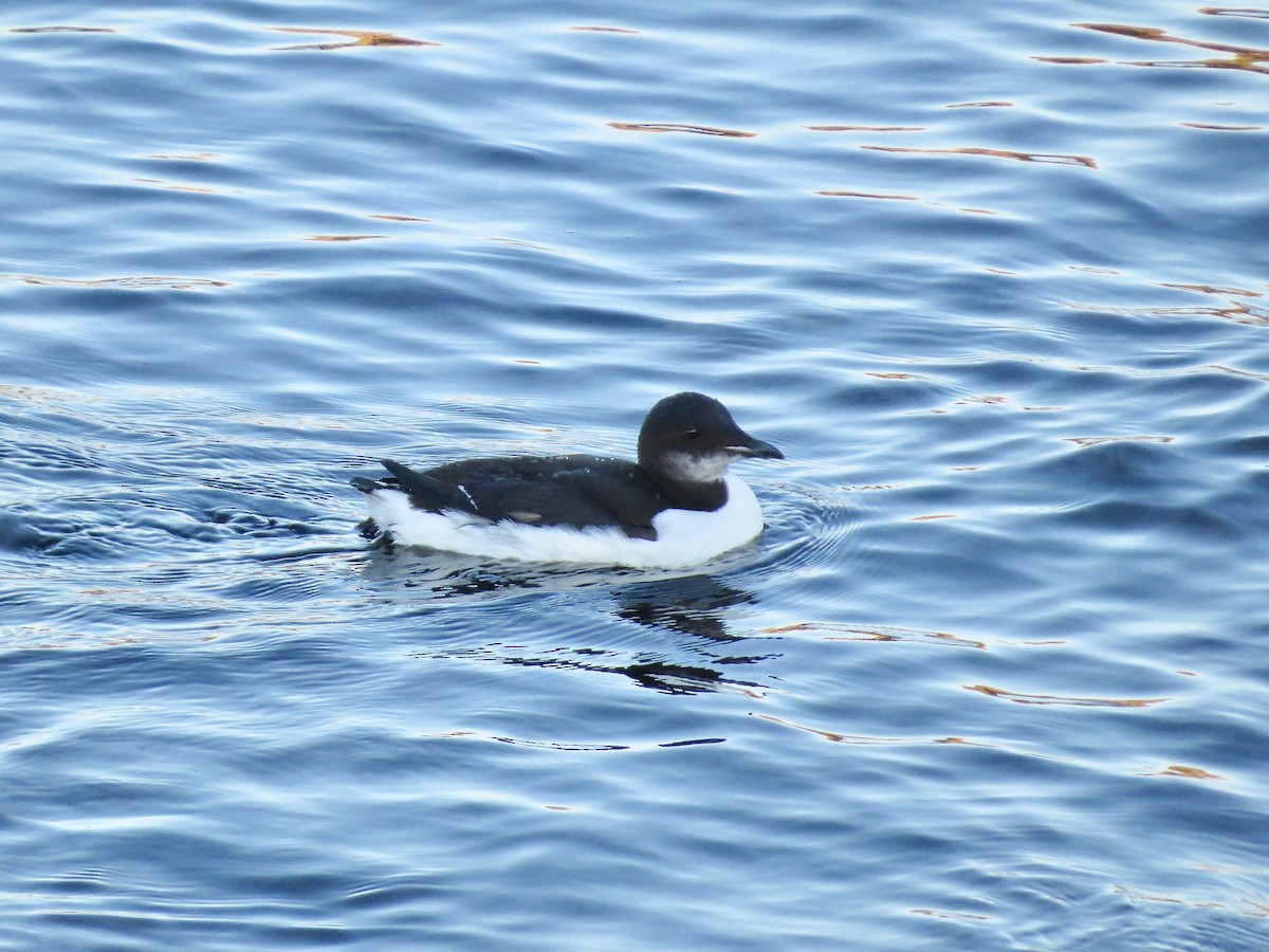 Thick-billed Murre - ML85949341