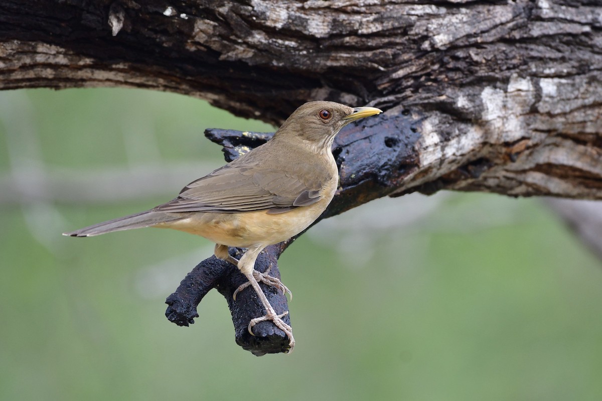 Clay-colored Thrush - Marky Mutchler