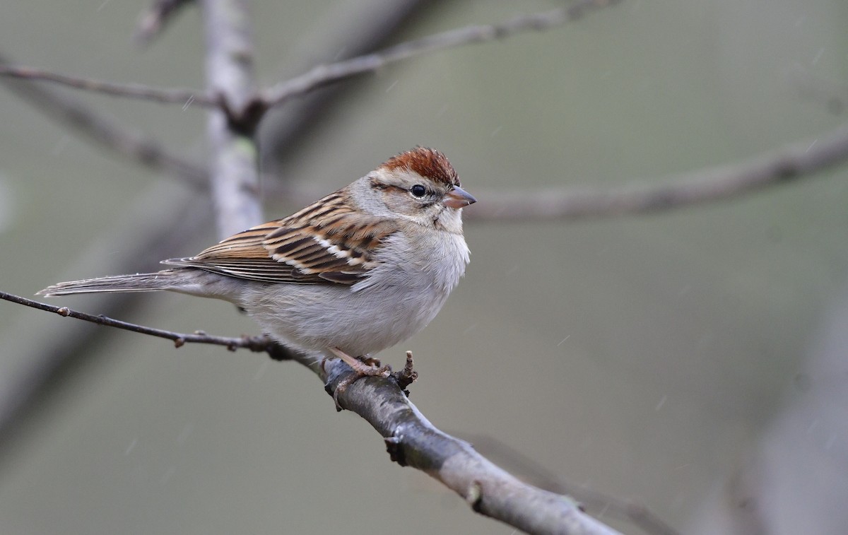 Chipping Sparrow - Marky Mutchler