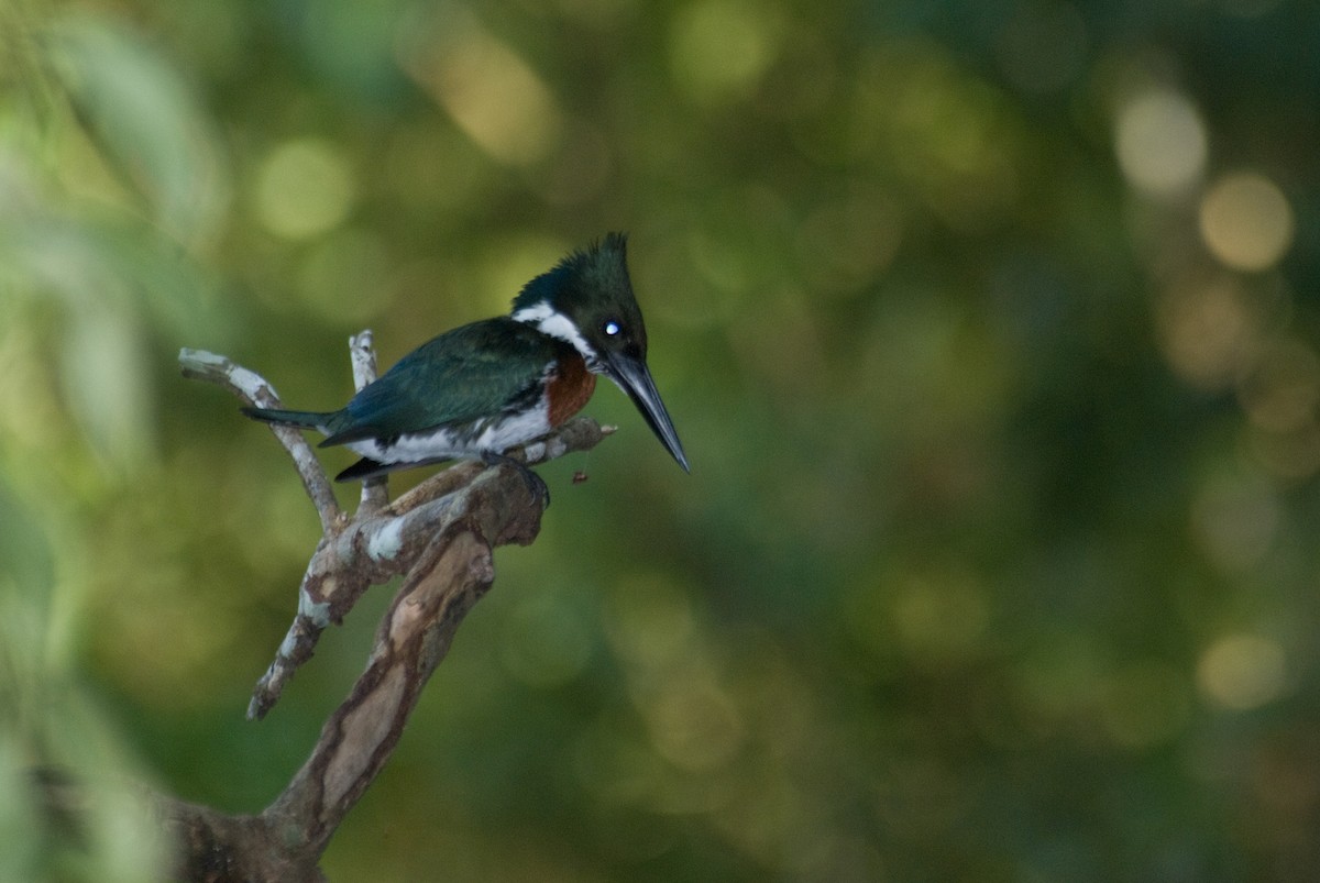 Amazon Kingfisher - Stephen Davies