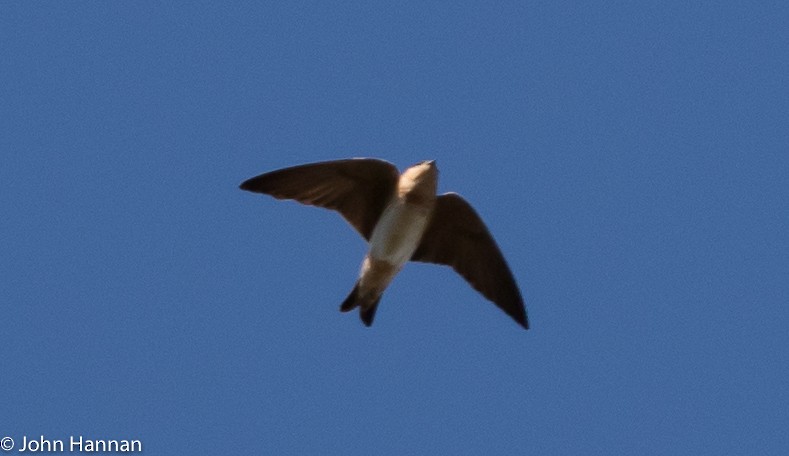 Cave Swallow - ML85955161