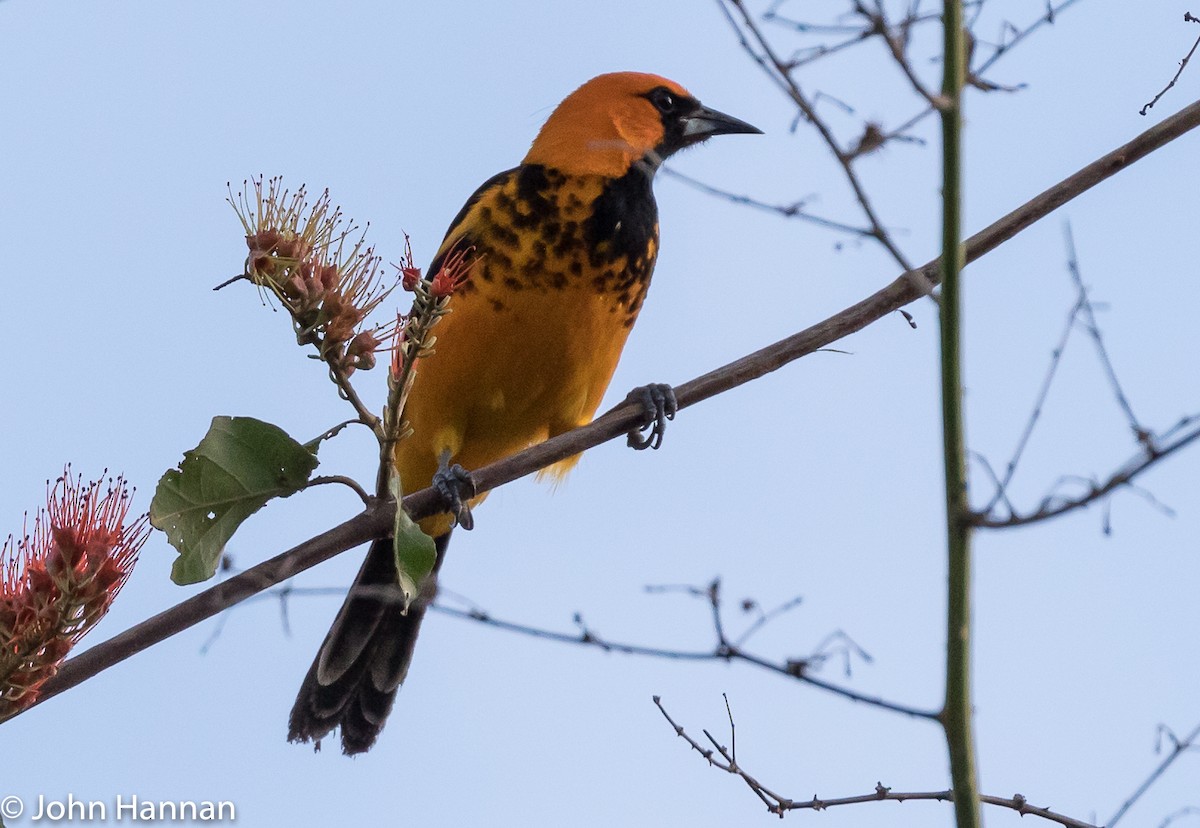 Spot-breasted Oriole - ML85955231