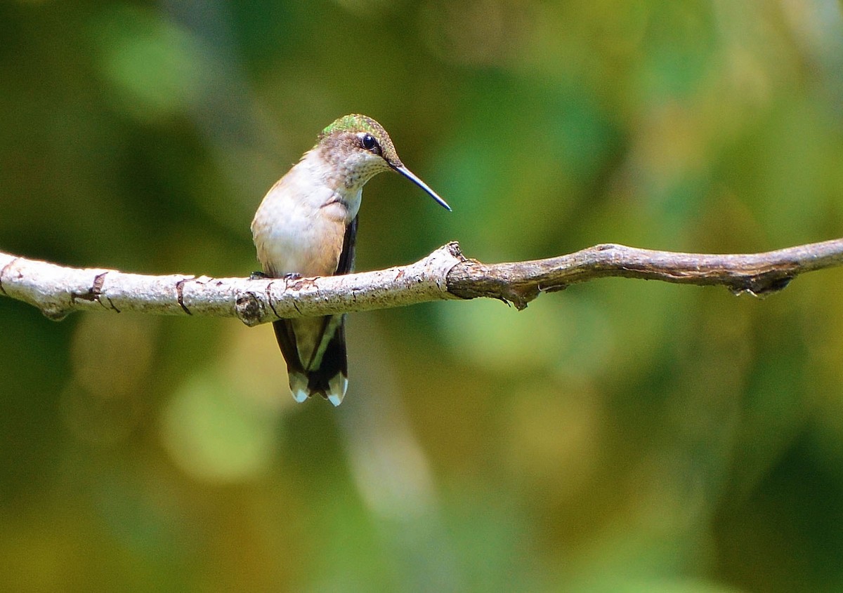Ruby-throated Hummingbird - Carol Berney