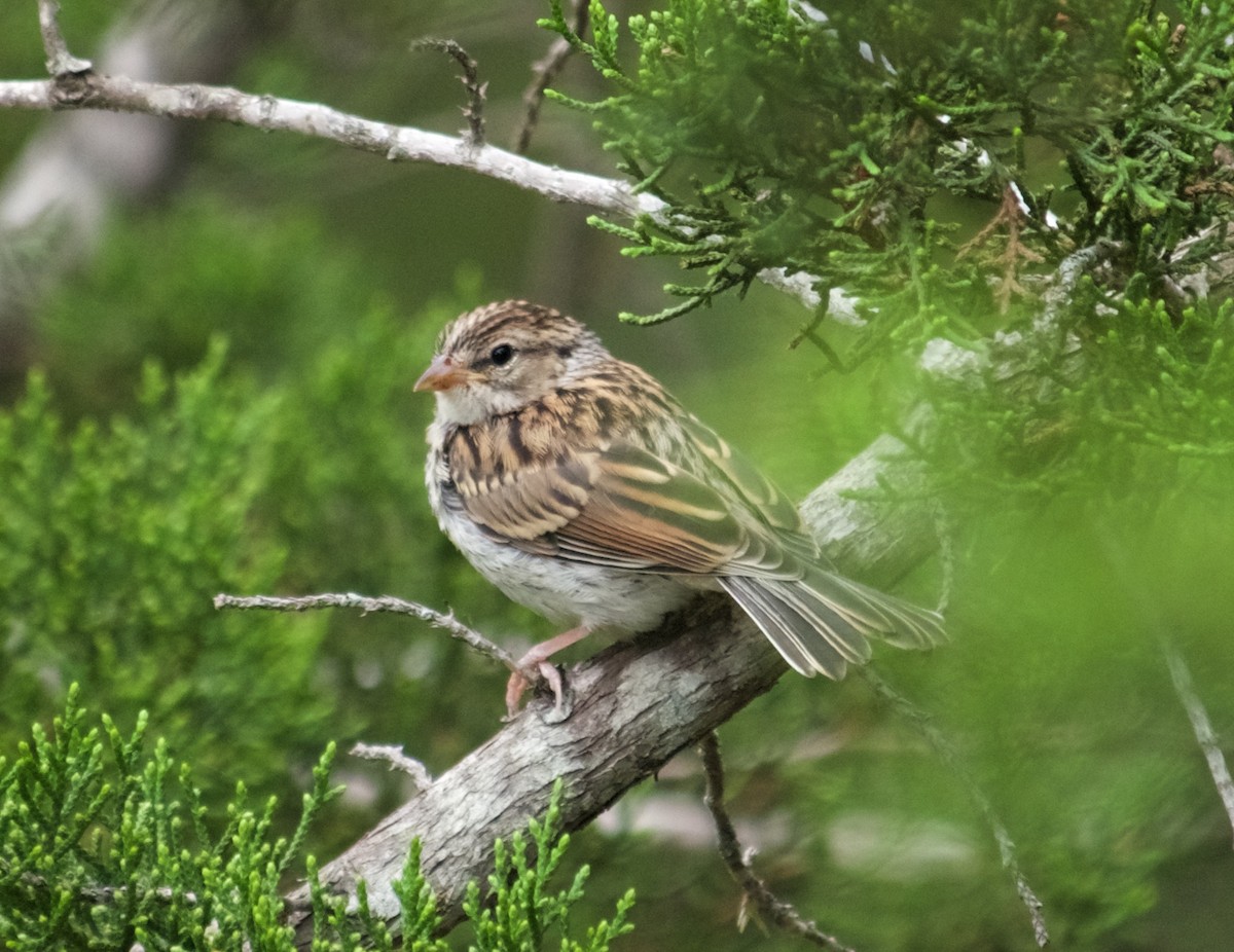 Chipping Sparrow - ML85956471