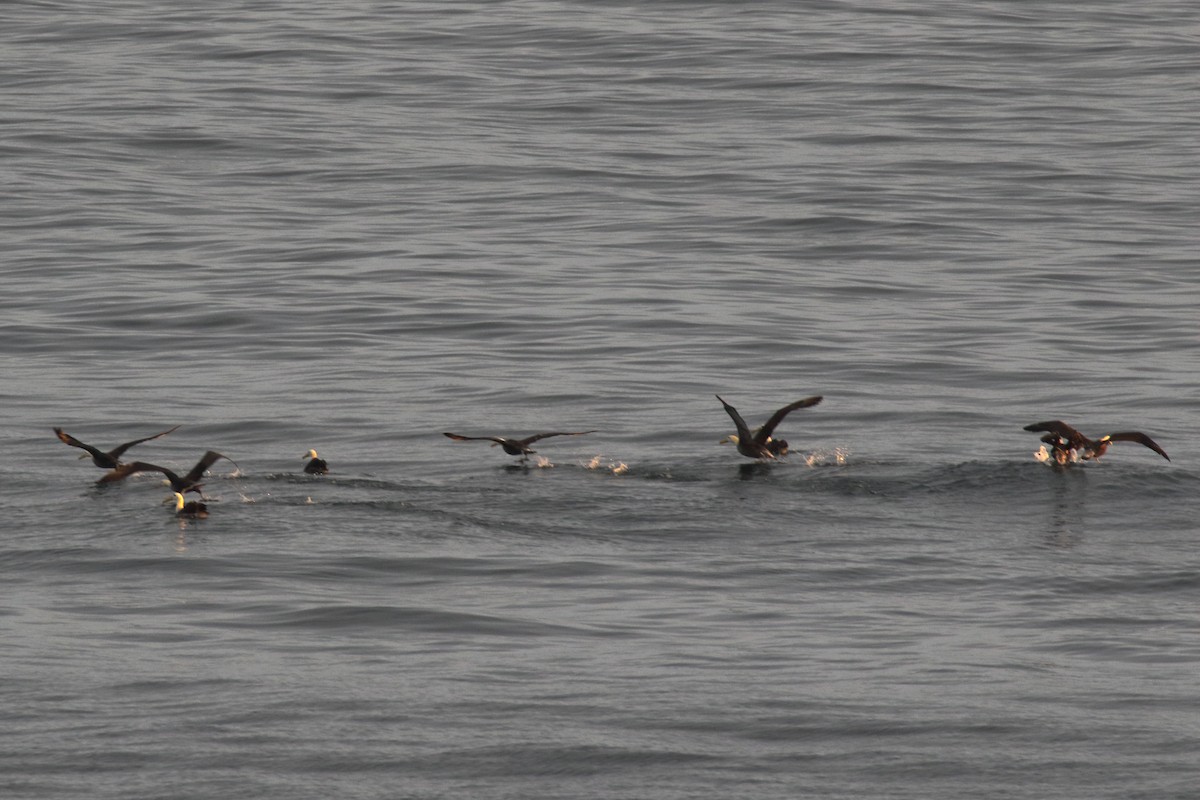 Waved Albatross - Douglas Faulder