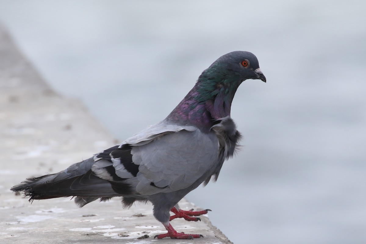 Rock Pigeon (Feral Pigeon) - Douglas Faulder