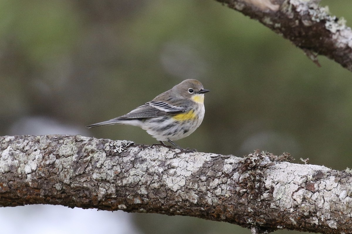 Yellow-rumped Warbler (Audubon's) - ML85963341