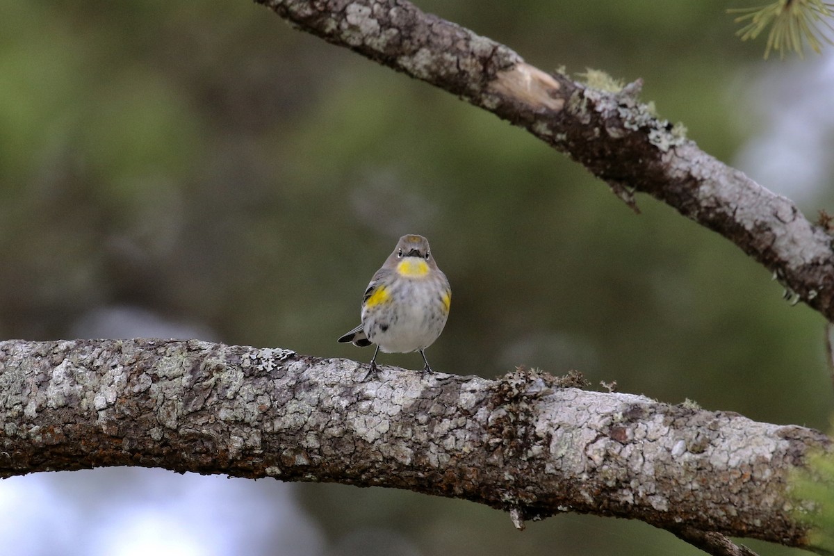 Yellow-rumped Warbler (Audubon's) - ML85963371