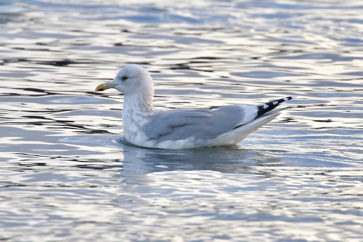 Iceland Gull (Thayer's) - Russ Morgan