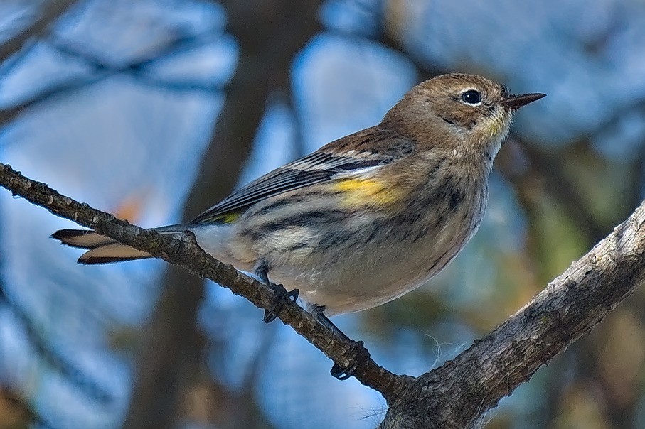 Yellow-rumped Warbler (Audubon's) - Michael Rieser