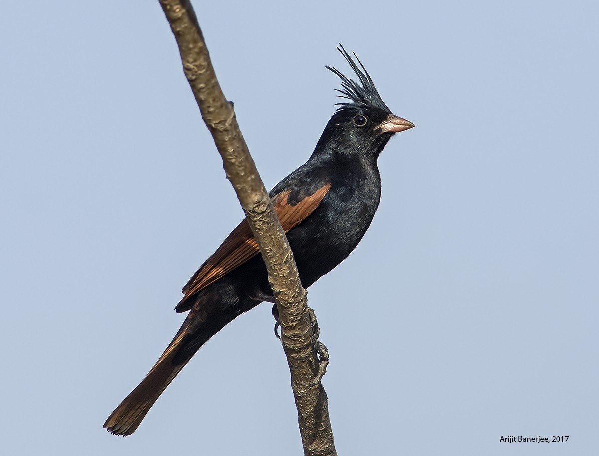 Crested Bunting - ML85969841