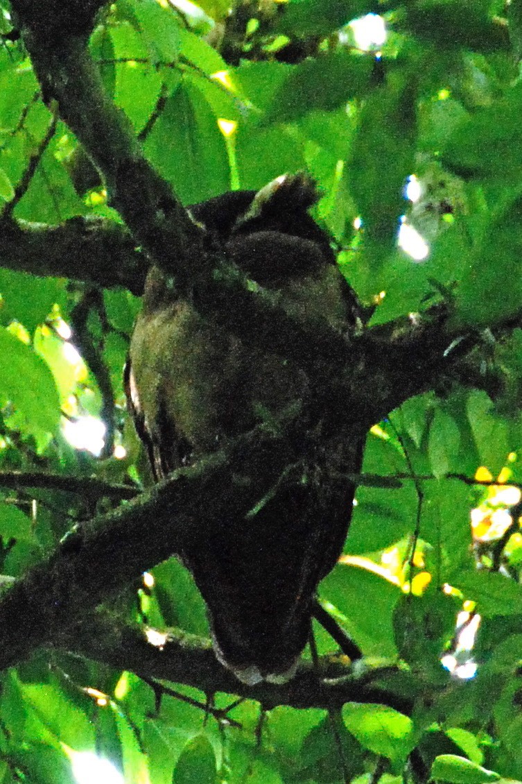 Crested Owl - Kalin Ocaña
