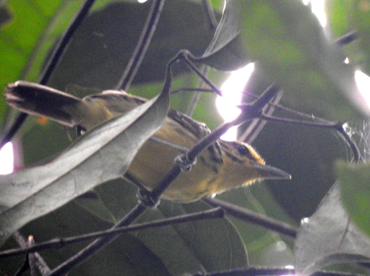 Yellow-browed Antbird - Sharang Satish