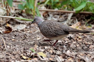 Spotted Dove, ML85971221