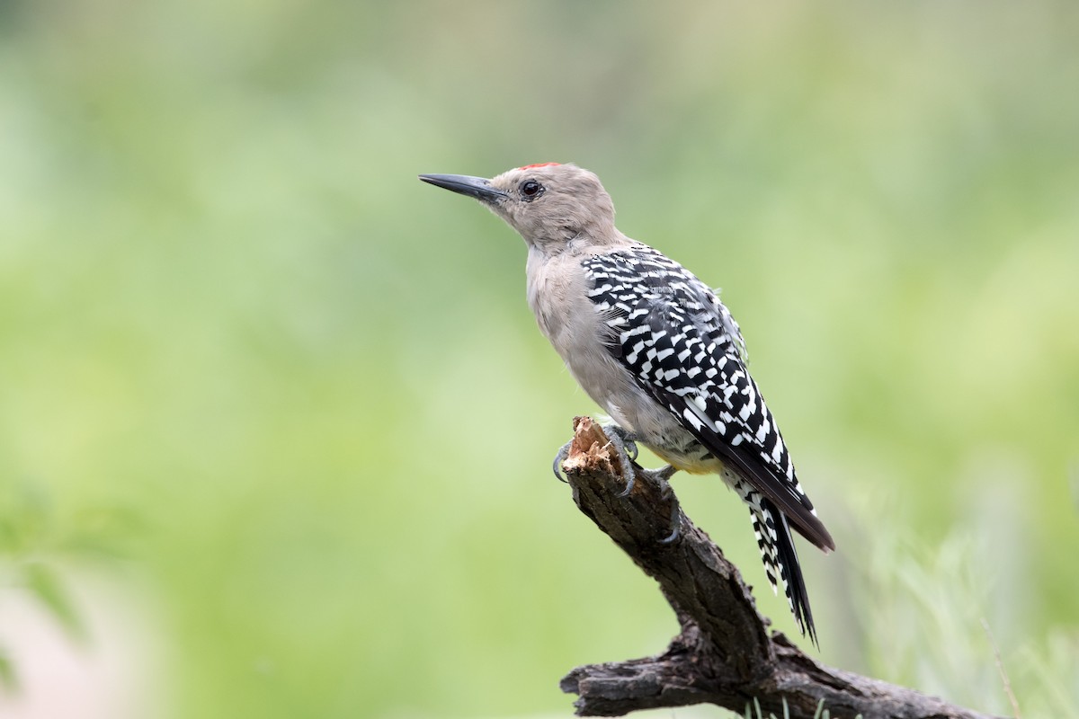 Gila Woodpecker - ML85971881