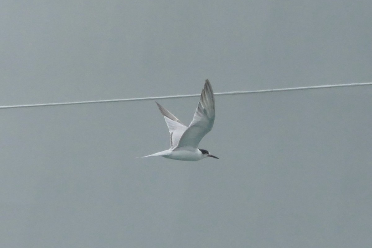 Common Tern - Peter Kaestner