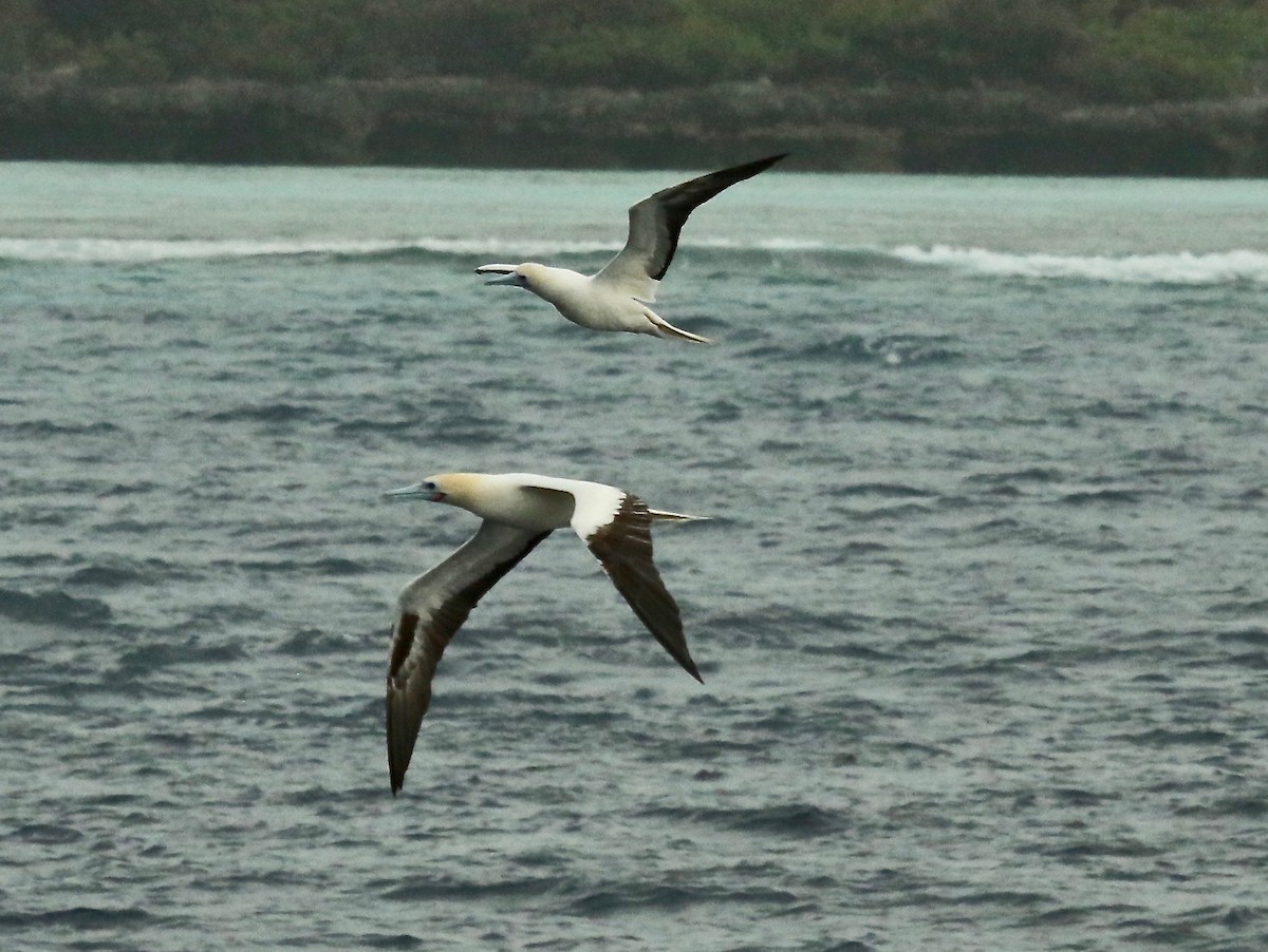 Red-footed Booby - ML85976901