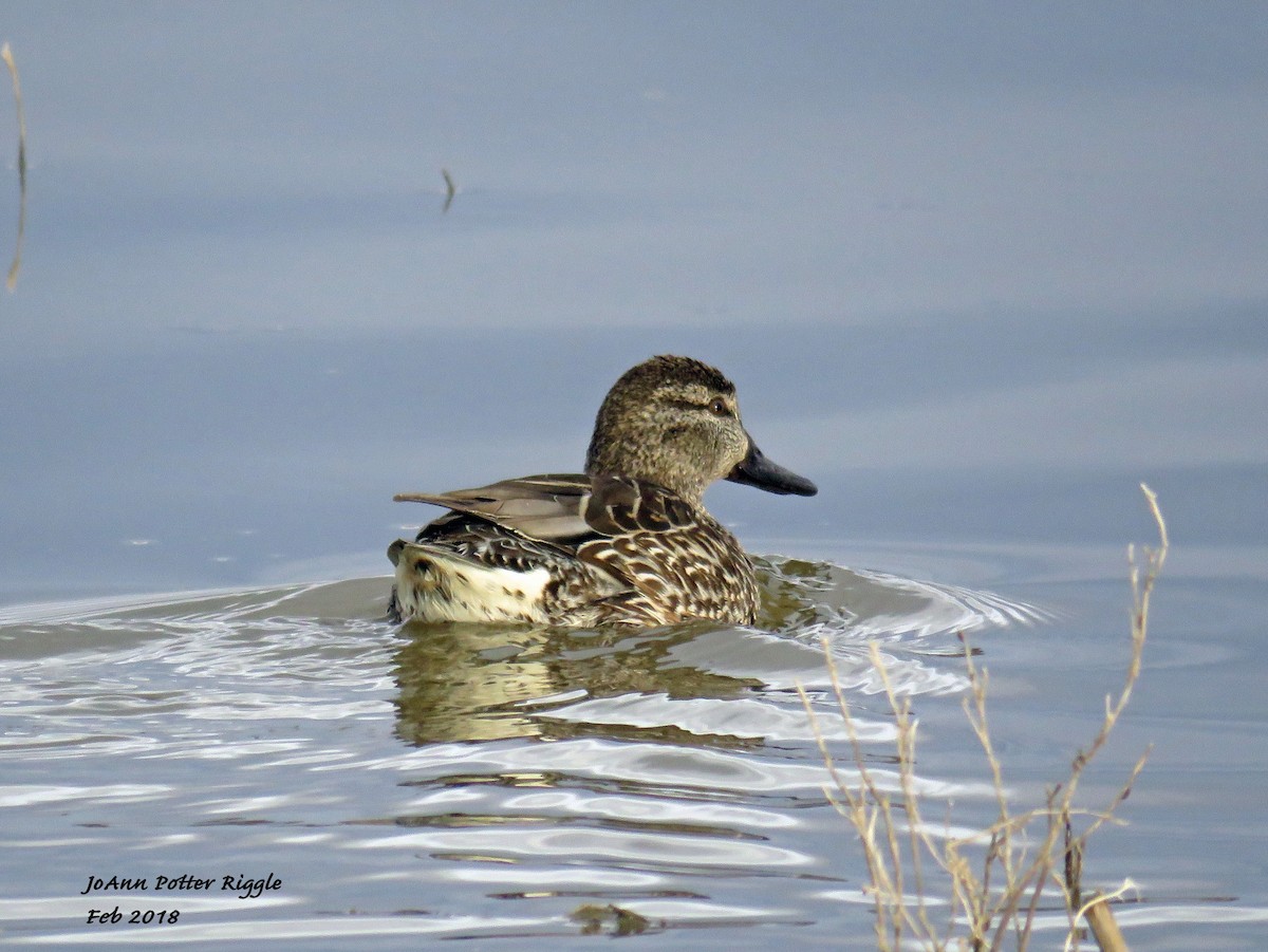 Green-winged Teal - JoAnn Potter Riggle 🦤