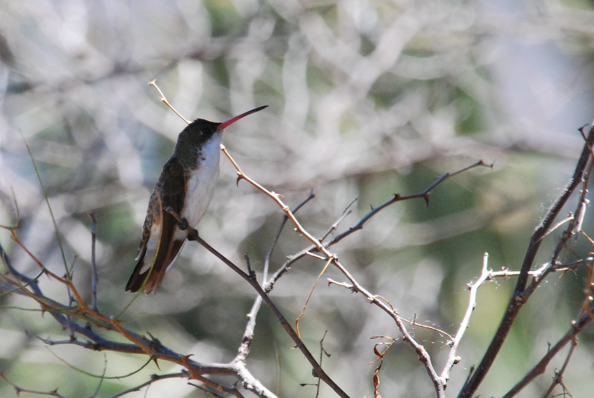 Green-fronted Hummingbird (Green-fronted) - Stephen Davies