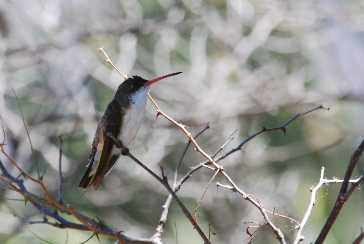 Green-fronted Hummingbird (Green-fronted) - ML85977271