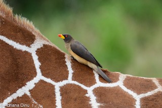  - Yellow-billed Oxpecker